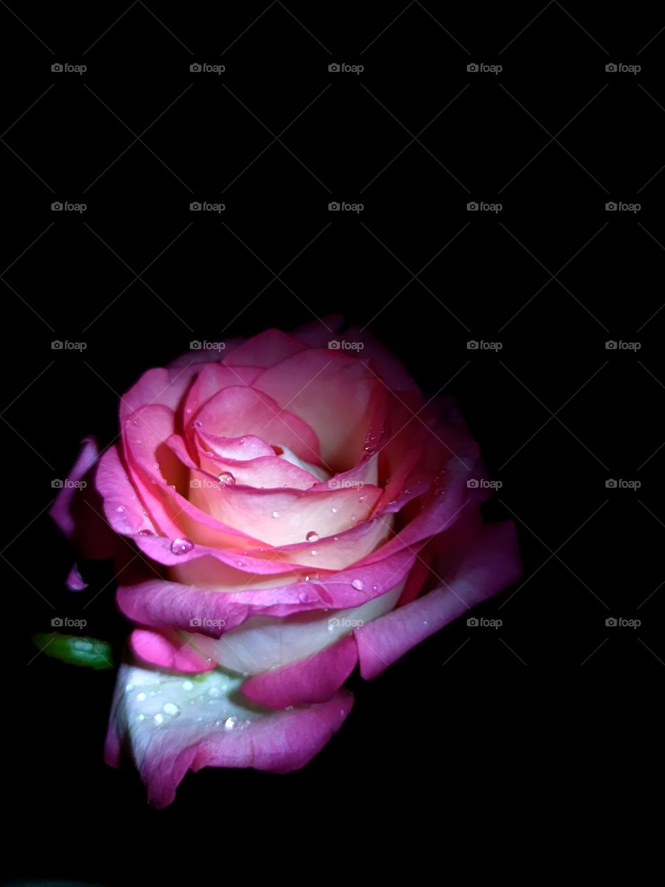 Blooming pink rose with water droplets on a black background