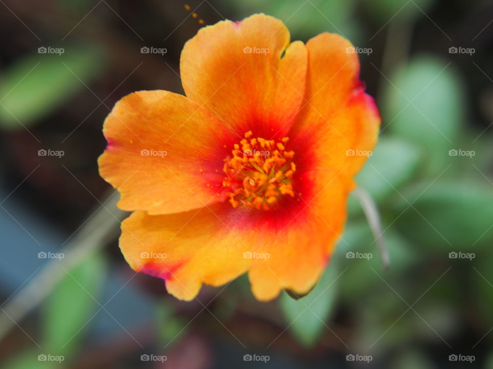 Close-up of a flower