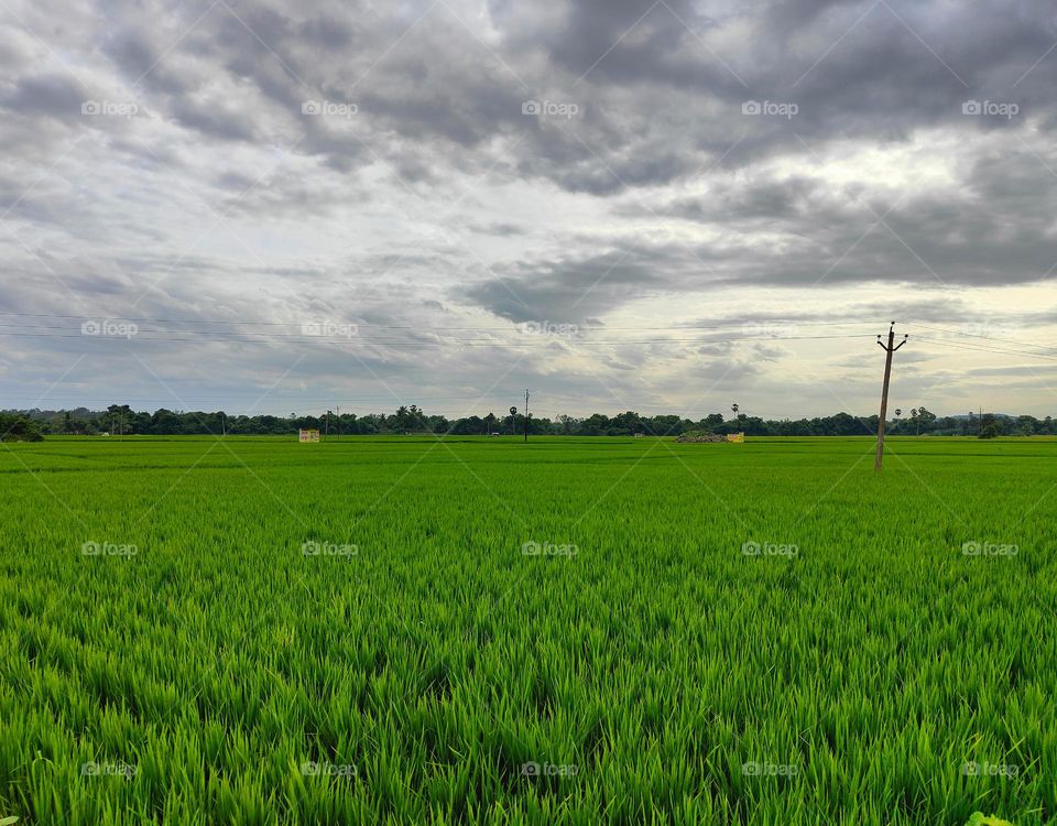 it's captured at my native in sunny evening walk around the Paddy fields