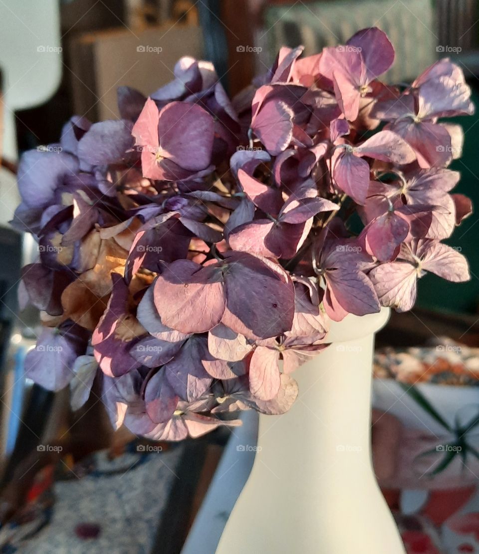 sunlit dried flower of purple hydrangea in white vase