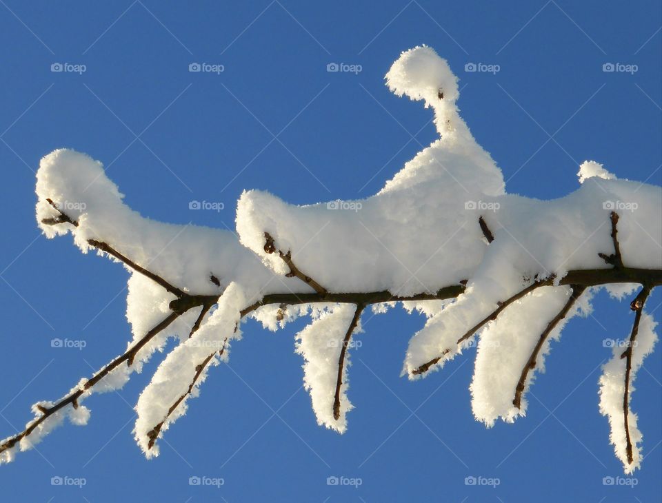 Branch with snow