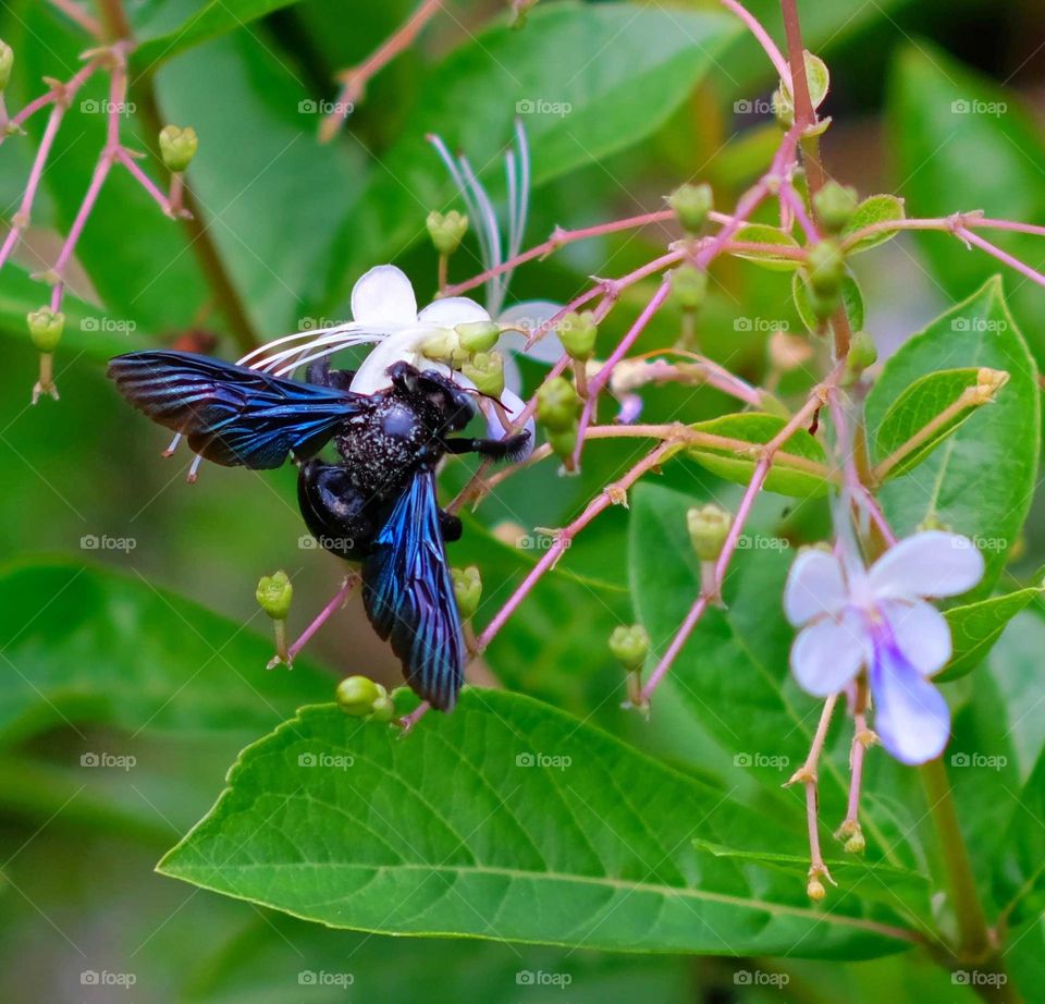 Tropical Carpenter Bee