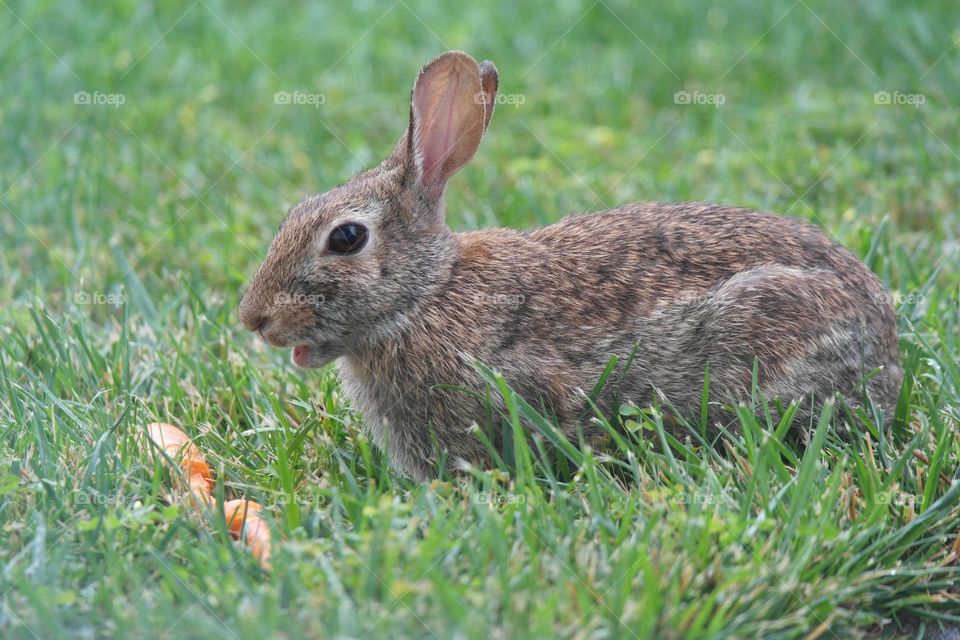 Hare in the grass 