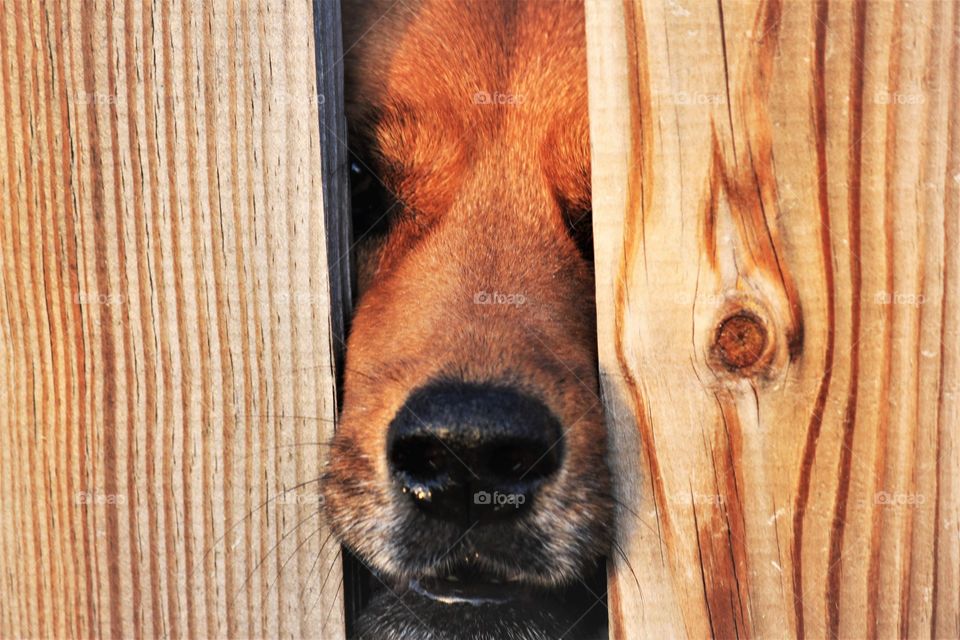 dog trapped behind a wooden fence