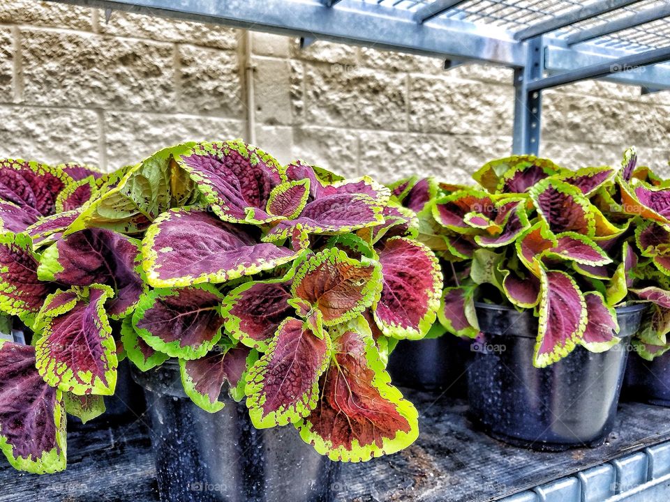 Coleus