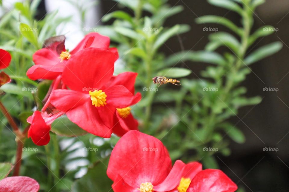 Insect boarding flower