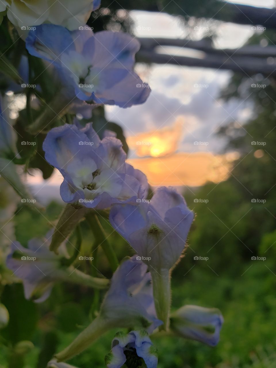 Sunsets, flowers, and mountains