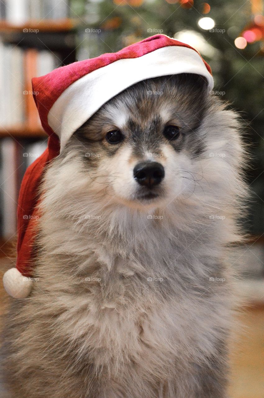 Portrait of a young puppy finnish lapphund dog wearing a santa claus Christmas hat