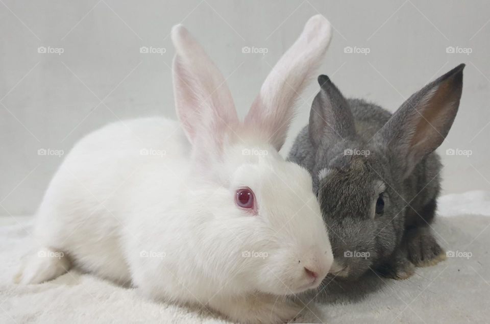 Beautiful rabbits, nose comica red eyes, gray and white snow, delicate, curious, big and long, very curious and funny ears