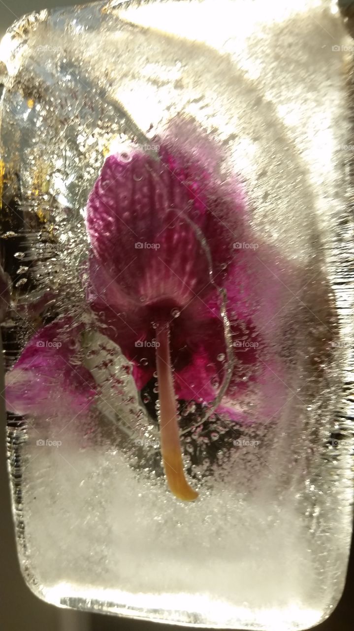 orchid and ice