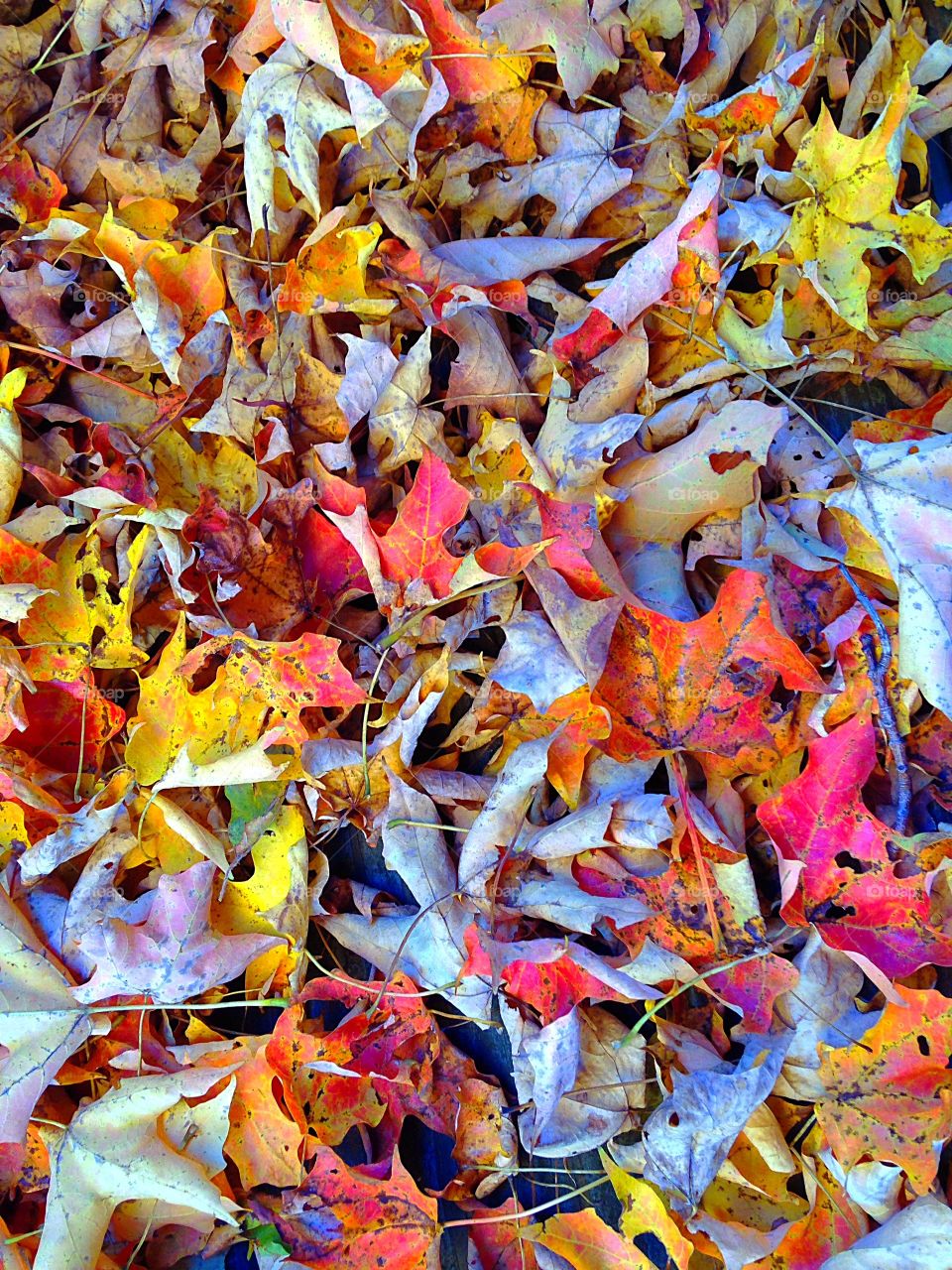 Autumn carpet in New England 