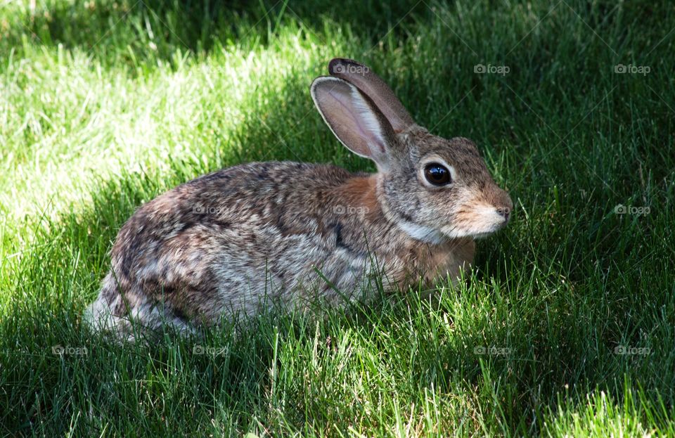 Close-up of a rabbit lying on grass