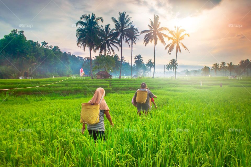 beauty morning at paddy fields