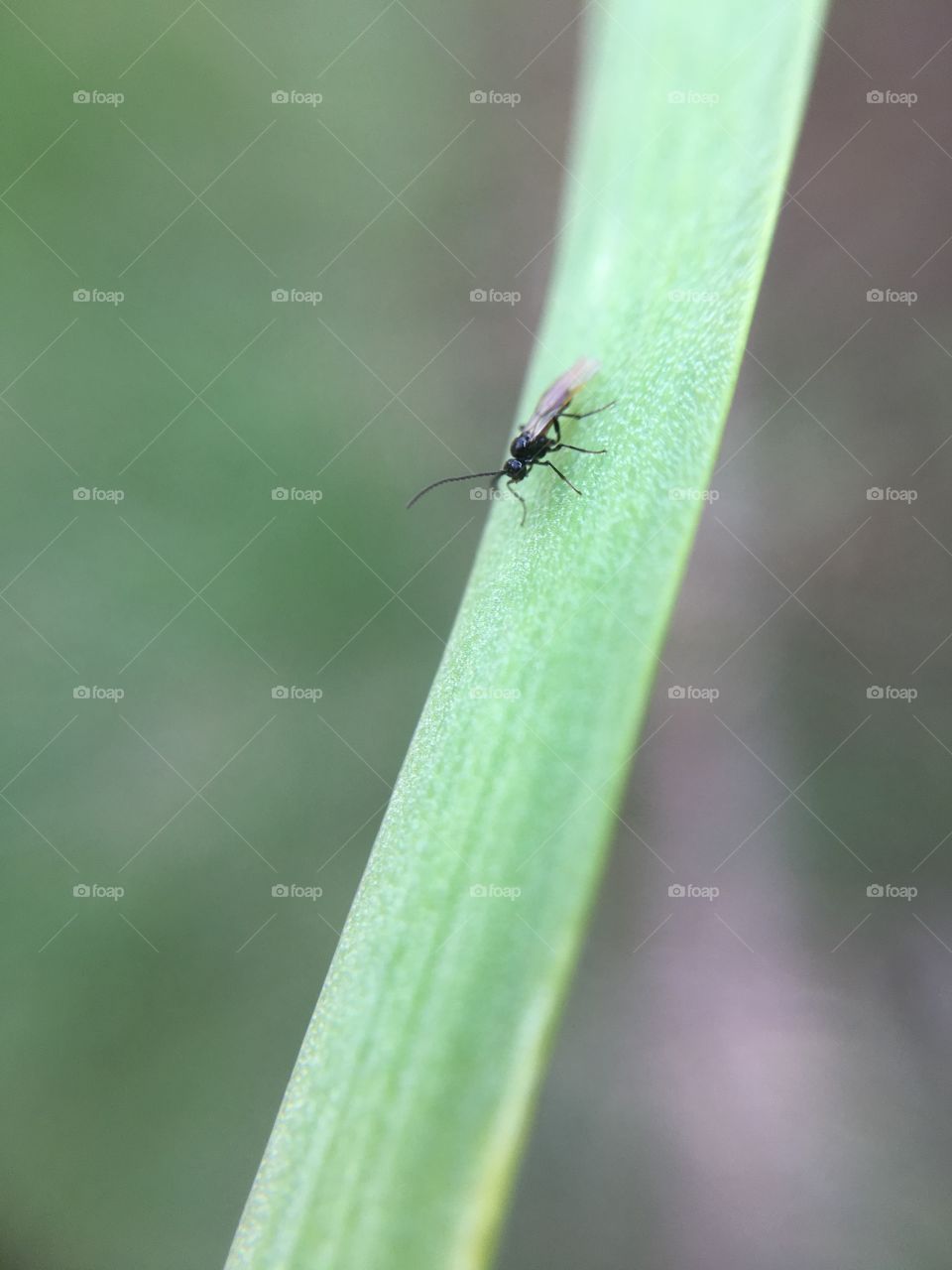 Tiny fly on blade of grass