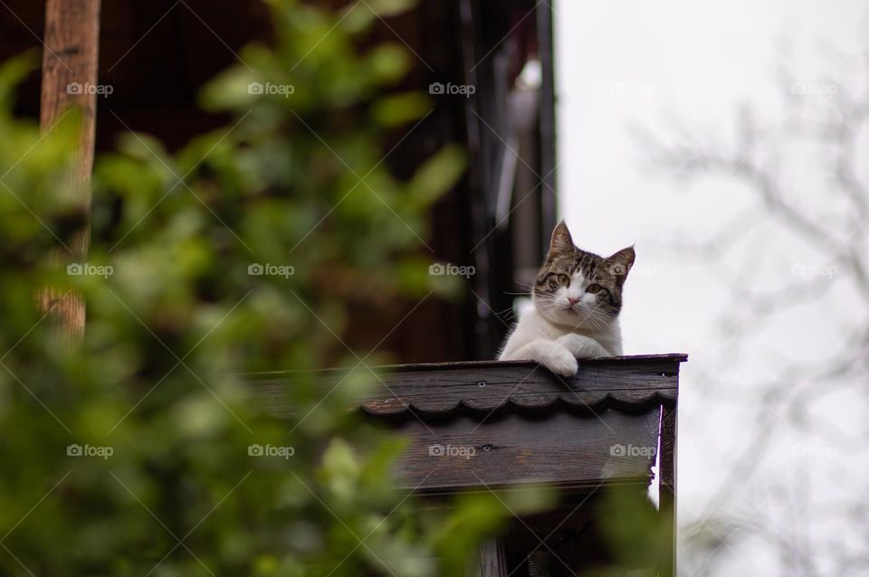 Cute cat looks down from the balcony