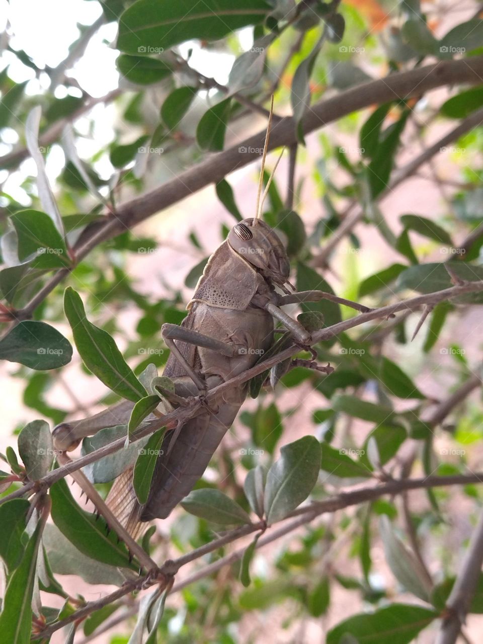 locust on a branch