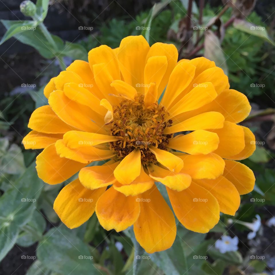 Yellow Zinnia