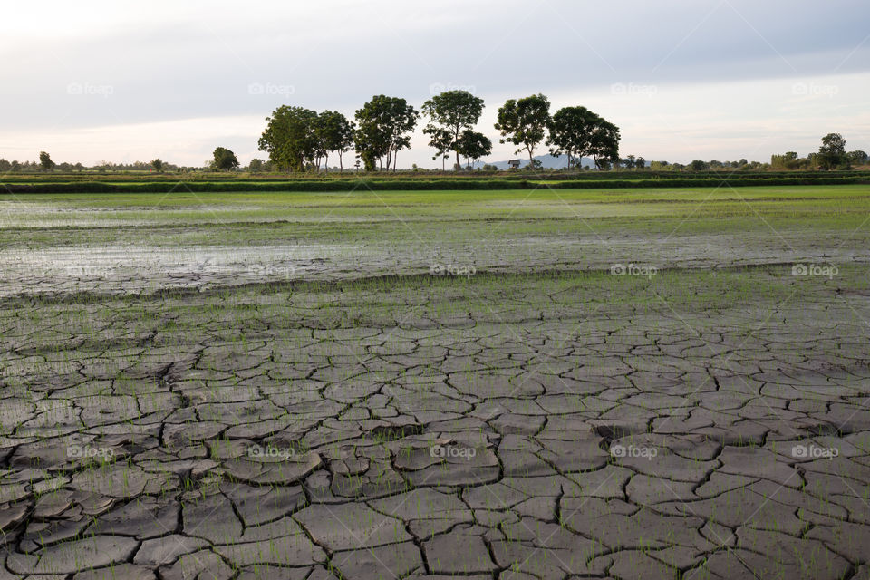 Agricultural land 