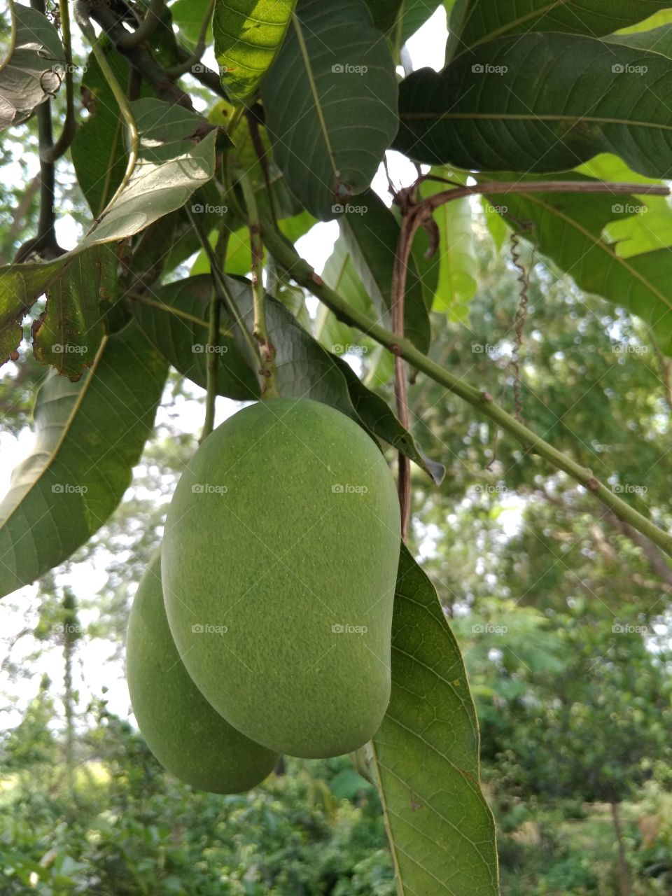 green mangoes and tree