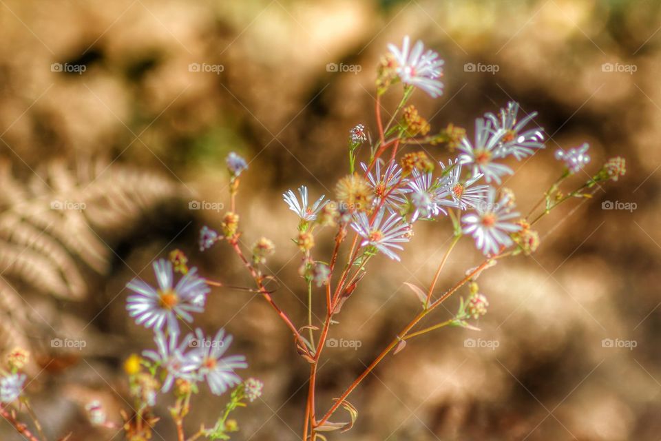 Wild flowers