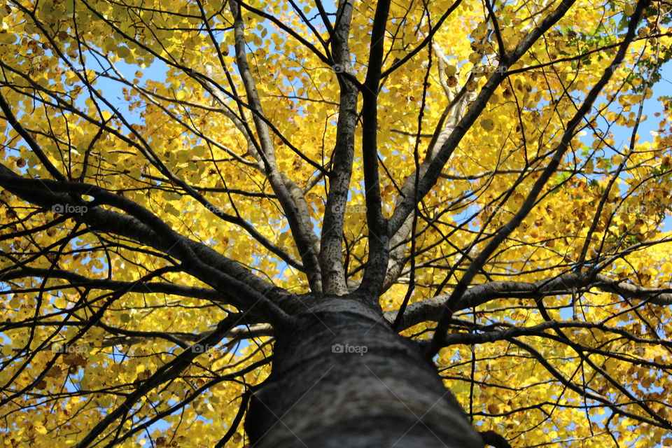 Low angle view of autumn tree