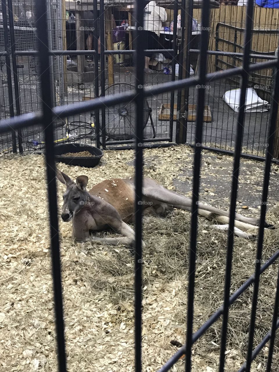Kangaroo at the Wilson county fair, it’s late at night so he is quite exhausted 