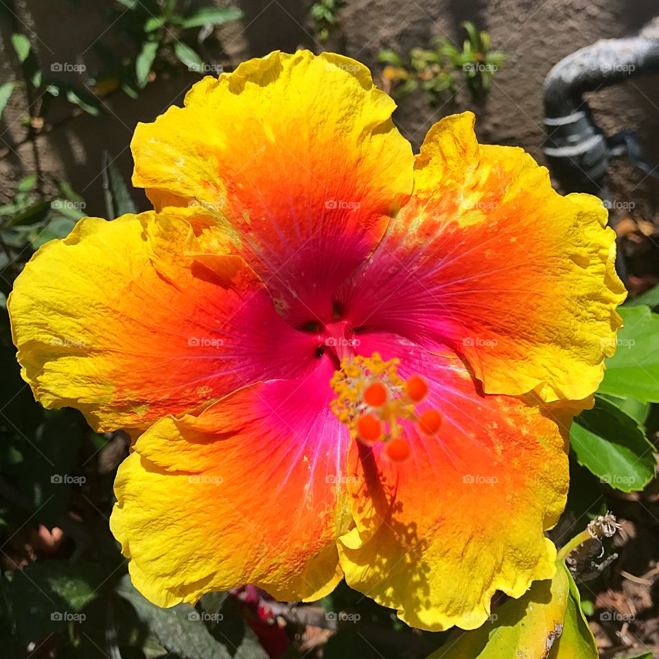 Colors of Hibiscus 