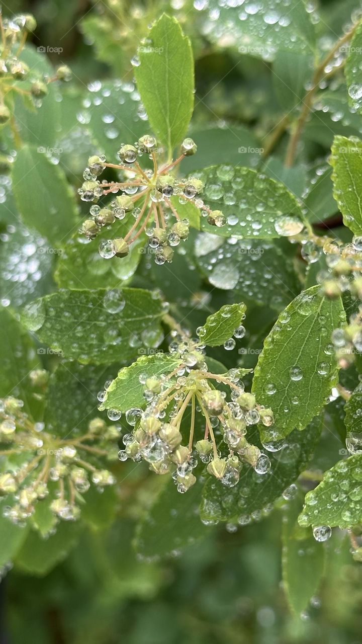 Nature dews drops 
