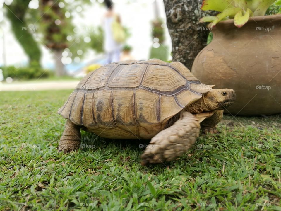 Tortoise on grass