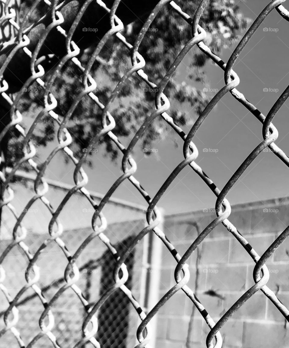 Chain length fence with out of focus lizard.