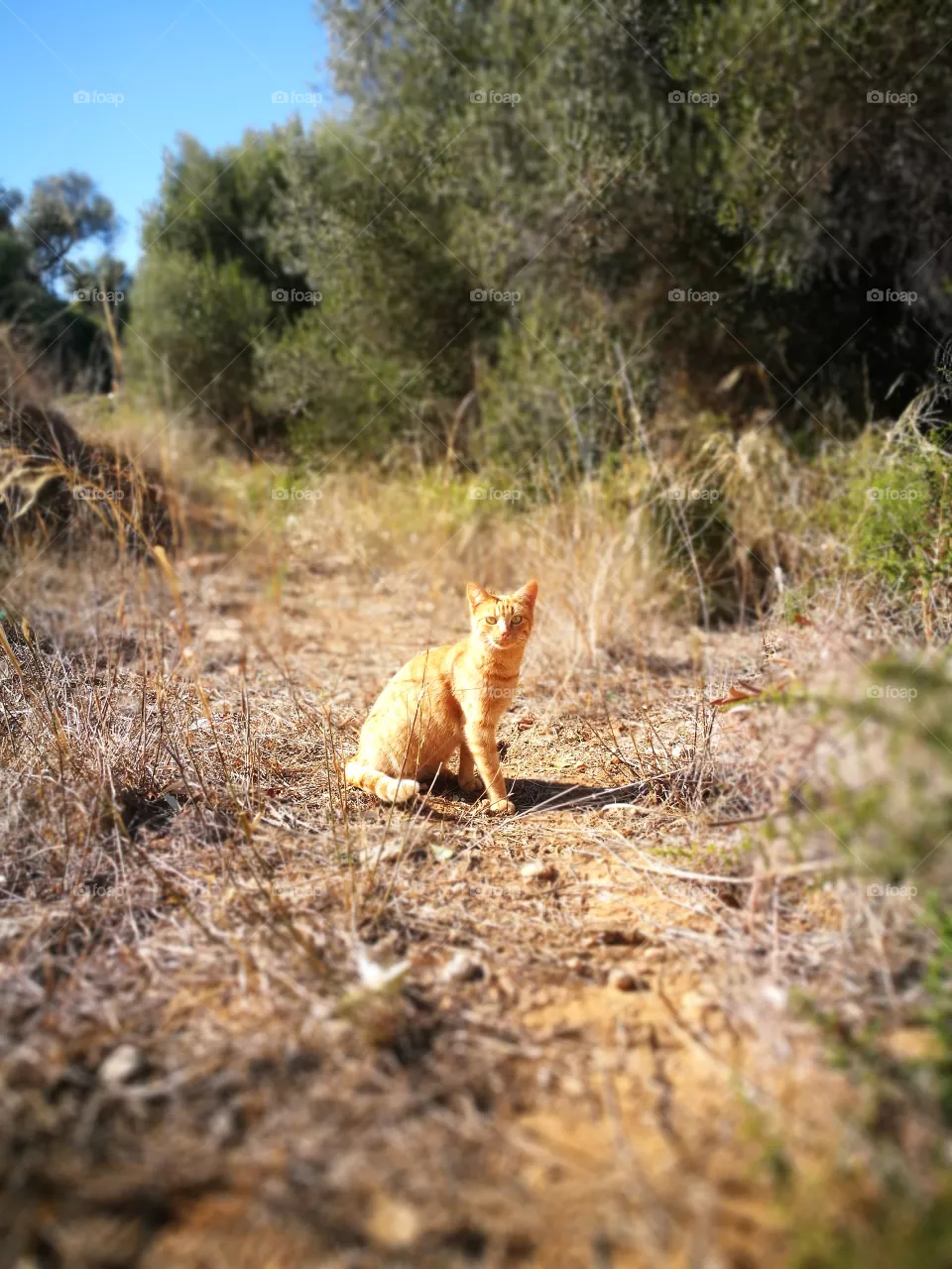 cat