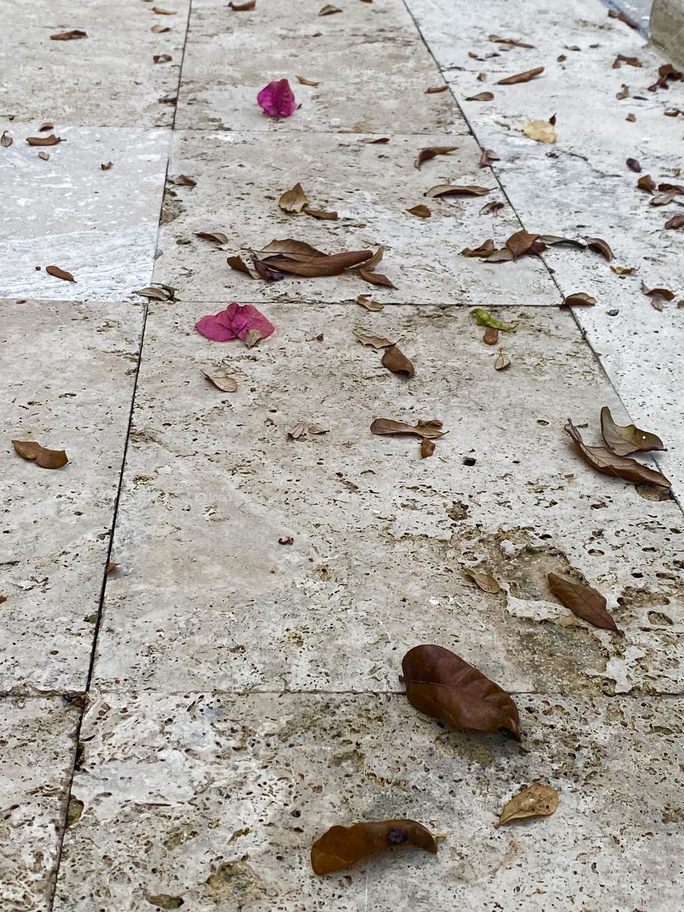 Leaves on sidewalk