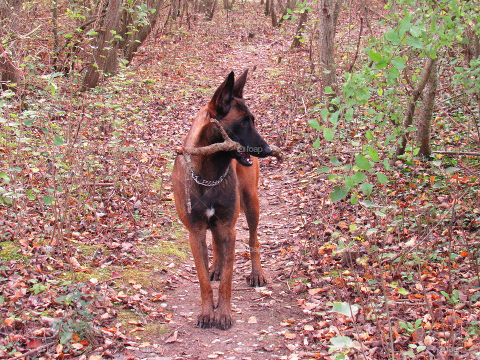 canine beauty