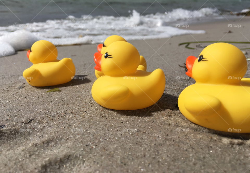 Rubber ducks going for a swim in the ocean.