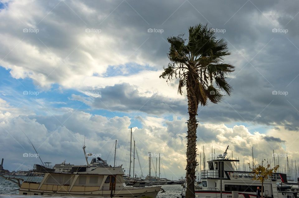 Cold wind's swaying the palm branches in a cloudy day