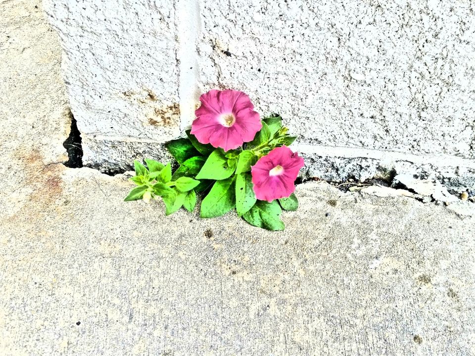 Between a rock and a hard place