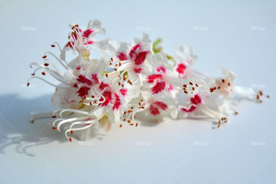 gentle chestnut flowers on a white background