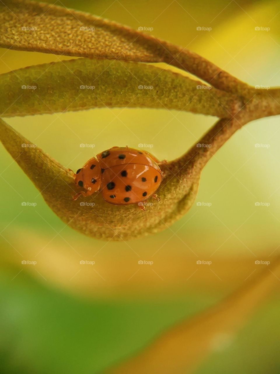 a wet Mexican beetle is on a curved leaf after a rain shower...