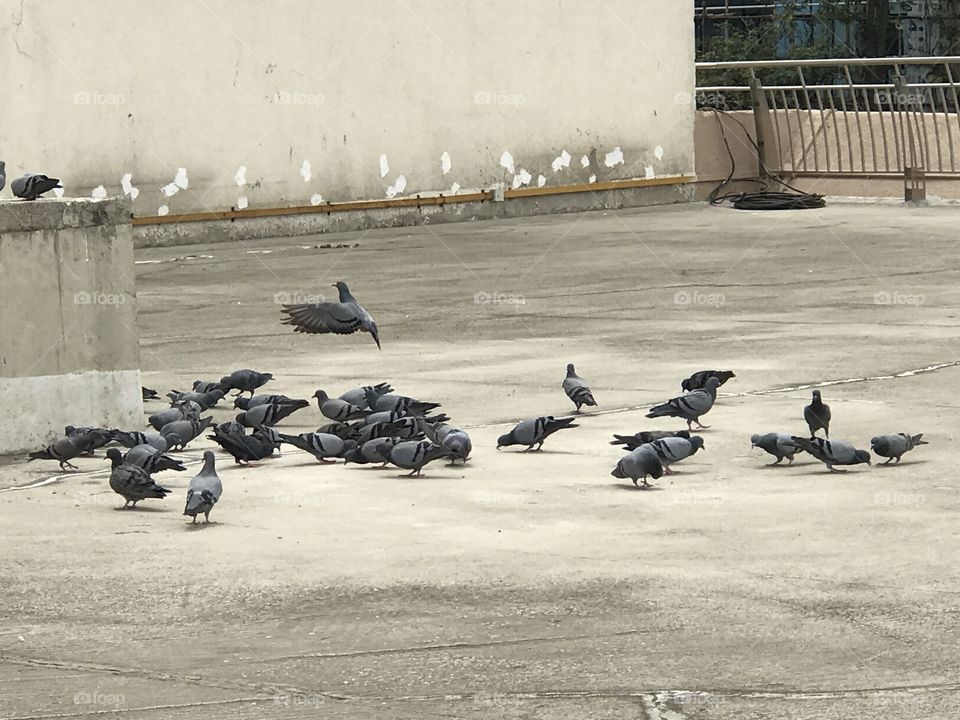Pigeons on rooftop.