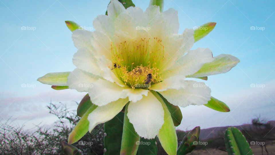 cacti  mandacaru  flower