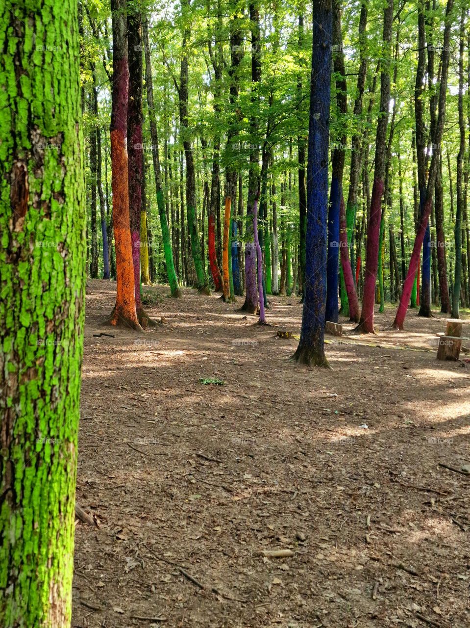 The Colorful Forest