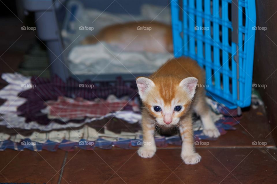 A kitten start to playing out of the box