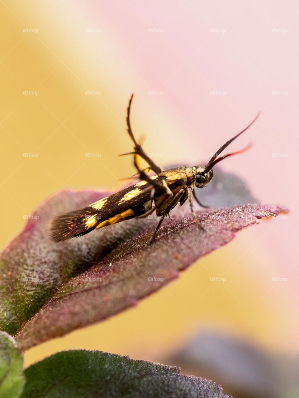 Tiny Nine-spotted moth