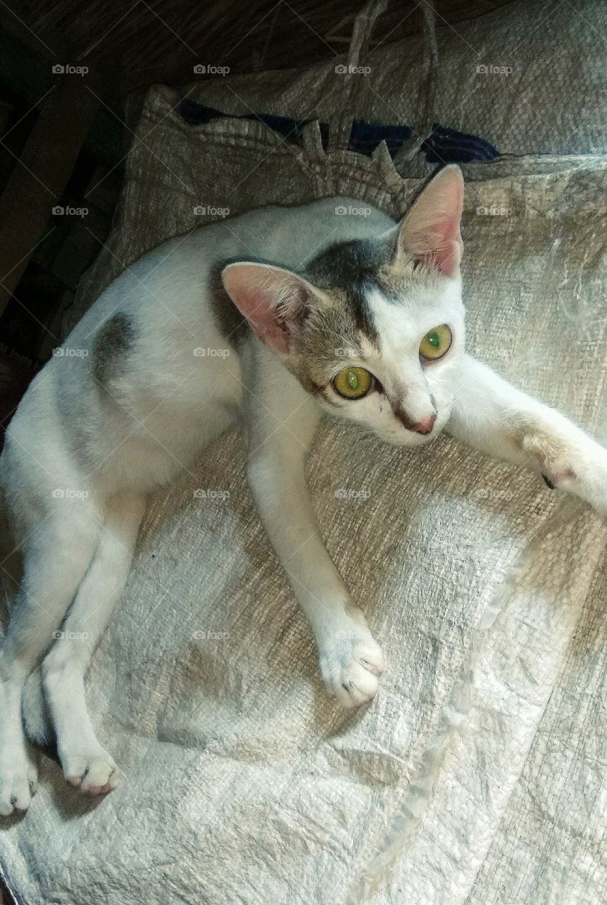 This is a beautiful cat