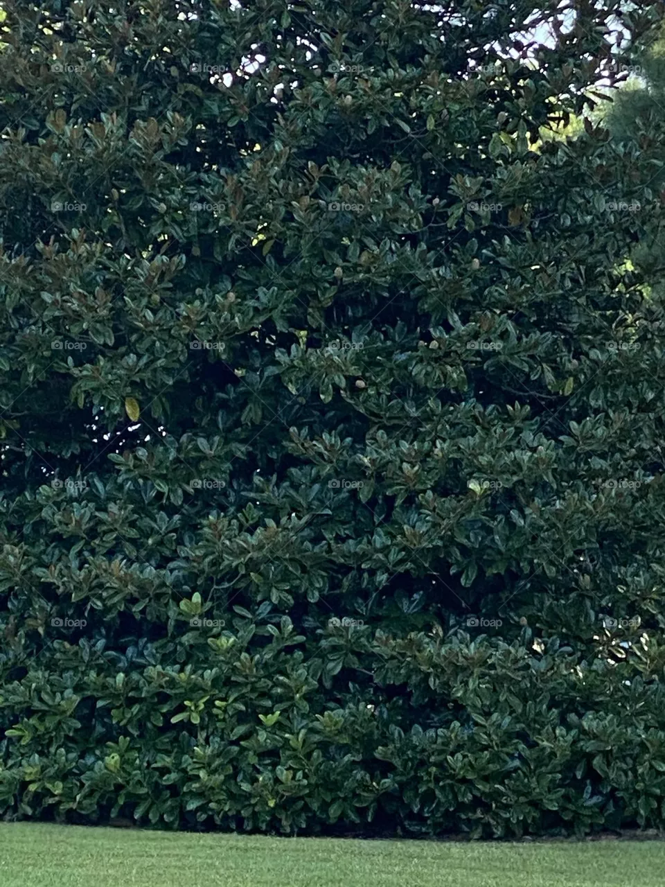 A magnolia tree 