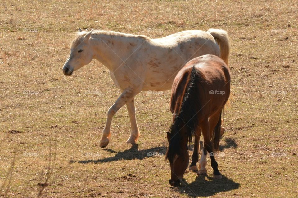 Two Egyptian Arabian horses 