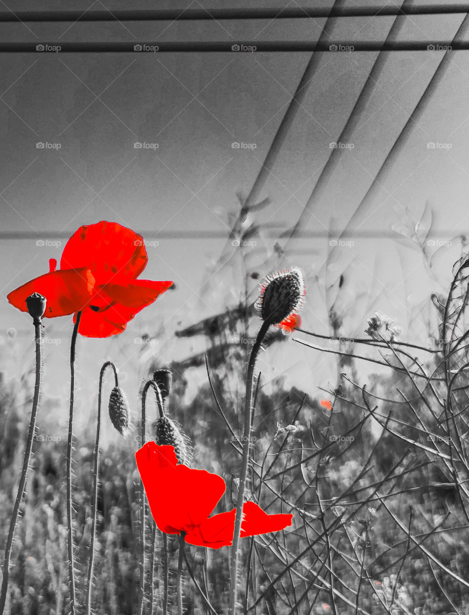 Poppies are red