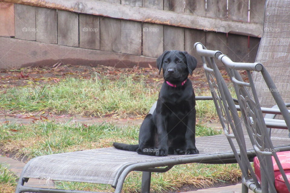 Black Lab puppy