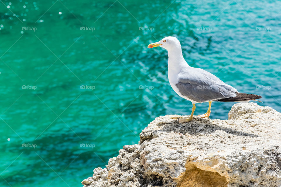 Seagull