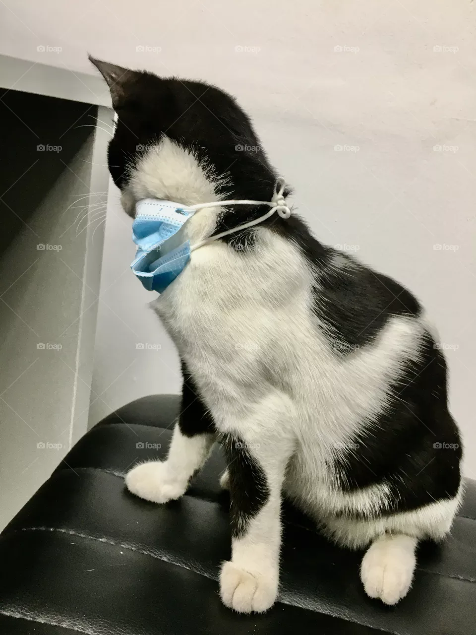 A cat protects against corona virus